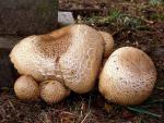fungi images: Agaricus augustus